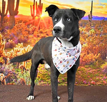Photo of Jasper