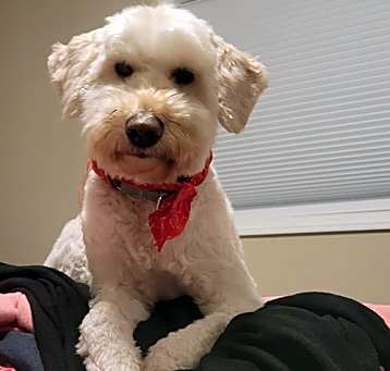 Photo of GoTeddy - Bonded Pair - Luki