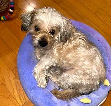 Photo of Abby