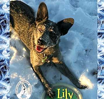 Photo of Lily