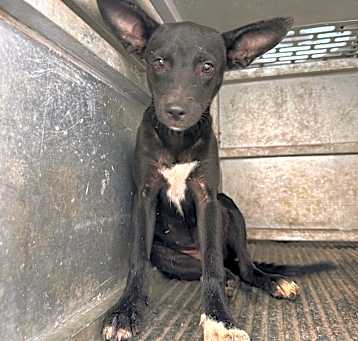 Photo of Nala