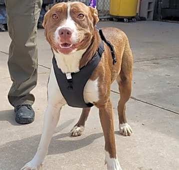Photo of Brandy