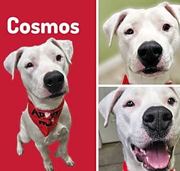 Photo of Cosmo