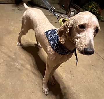 Photo of Dudley