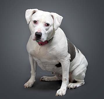 Photo of Dumplin