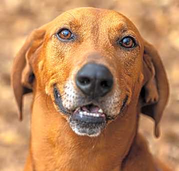 Photo of Big Sky (I have a Secret Crush!)