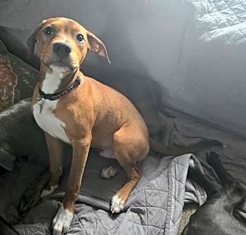 Photo of Scooby