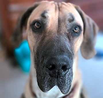 Photo of Remi