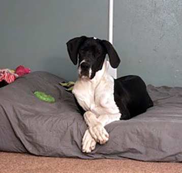 Photo of Maple