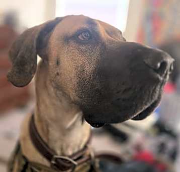 Photo of Remi