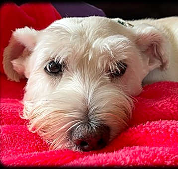 Photo of Jingles