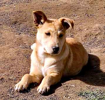 Photo of Ginger