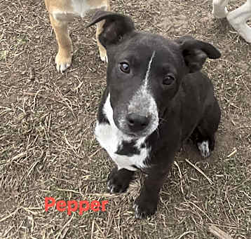 Photo of Pepper