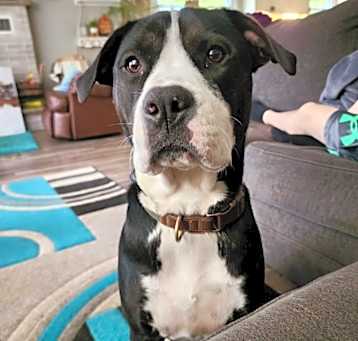 Photo of Bruno