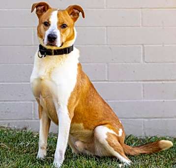Photo of Ace