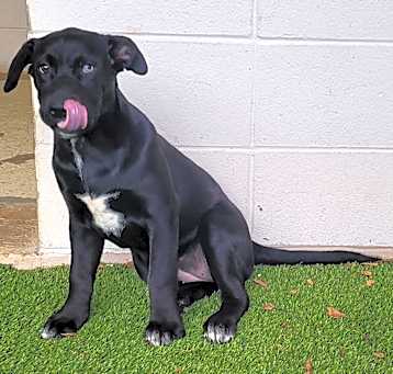 Photo of Cookie 4593