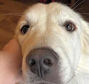 Photo of Sugar