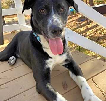 Photo of Oreo