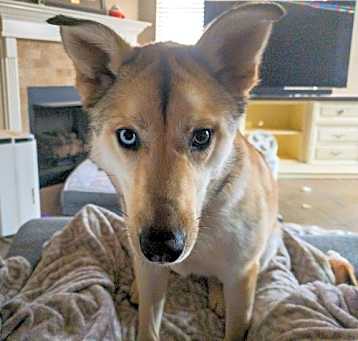 Photo of Lancelot