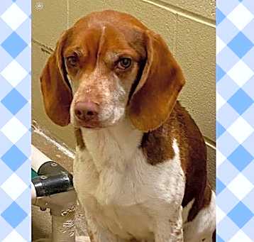 Photo of SNOOPY