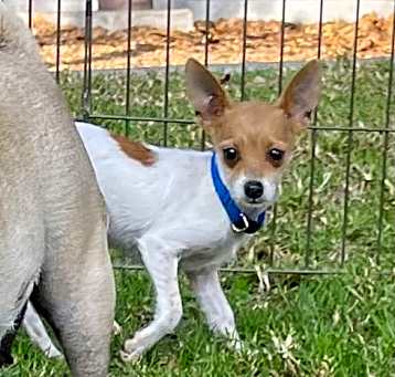 Photo of Mustard