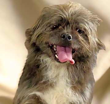 Photo of Rosie (bonded with Red)