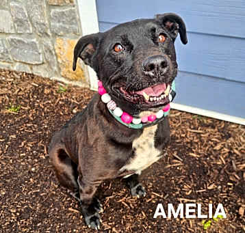 Photo of Amelia