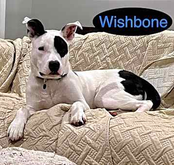 Photo of WISHBONE
