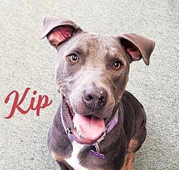 Photo of Kip #fun-junky