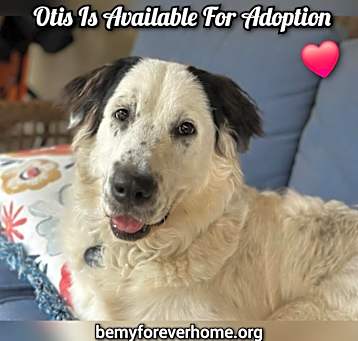 Photo of Otis