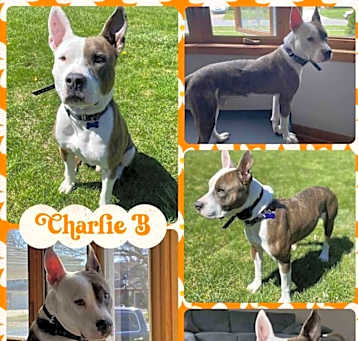 Photo of Charlie B