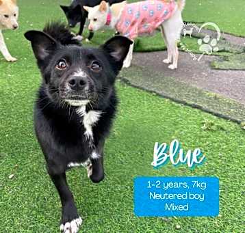 Photo of Blue