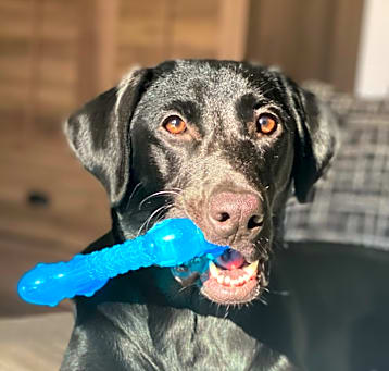Photo of Bandit