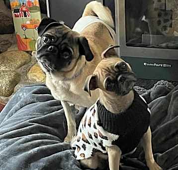 Photo of Bonded PUGS Phoebe & Pugsley