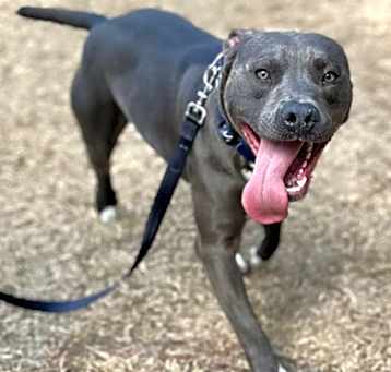 Photo of Blu