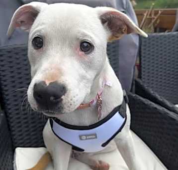 Photo of Boo Boo