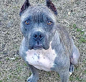 Photo of Chico