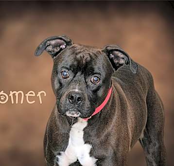 Photo of Homer