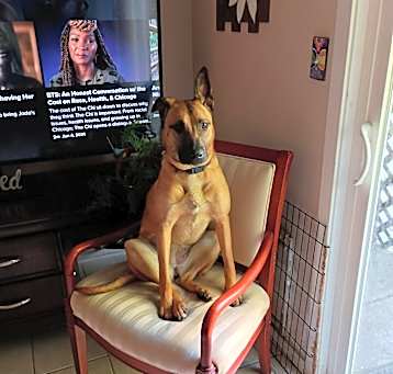 Photo of Cocoa