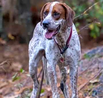 Photo of Whiskey