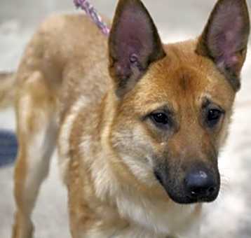 Photo of Blaze