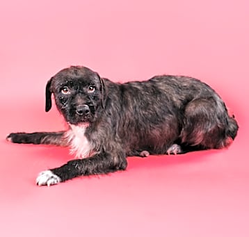 Photo of Hester