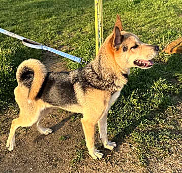 Photo of Scout