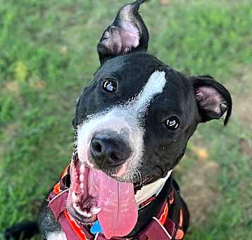 Photo of Petey