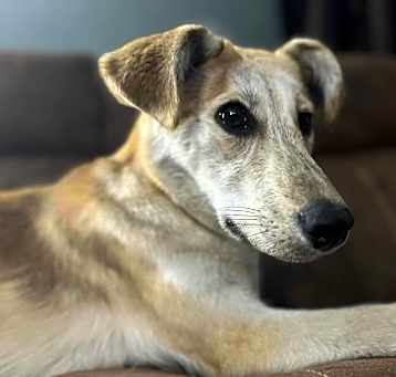 Photo of Bepsi