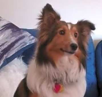 Photo of Toby 2024