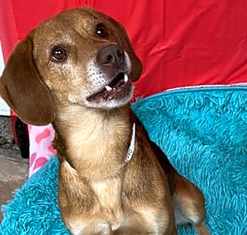 Photo of Dexter