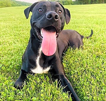 Photo of Winston (Rehoming Fee $50)