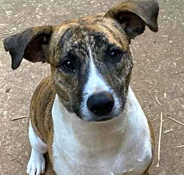 Photo of Athena