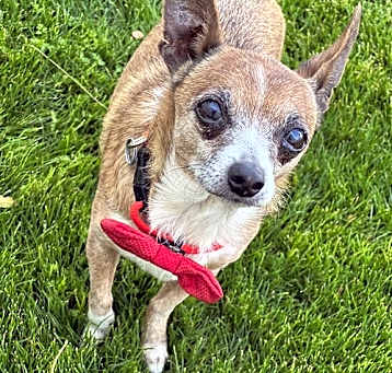 Photo of Rusty